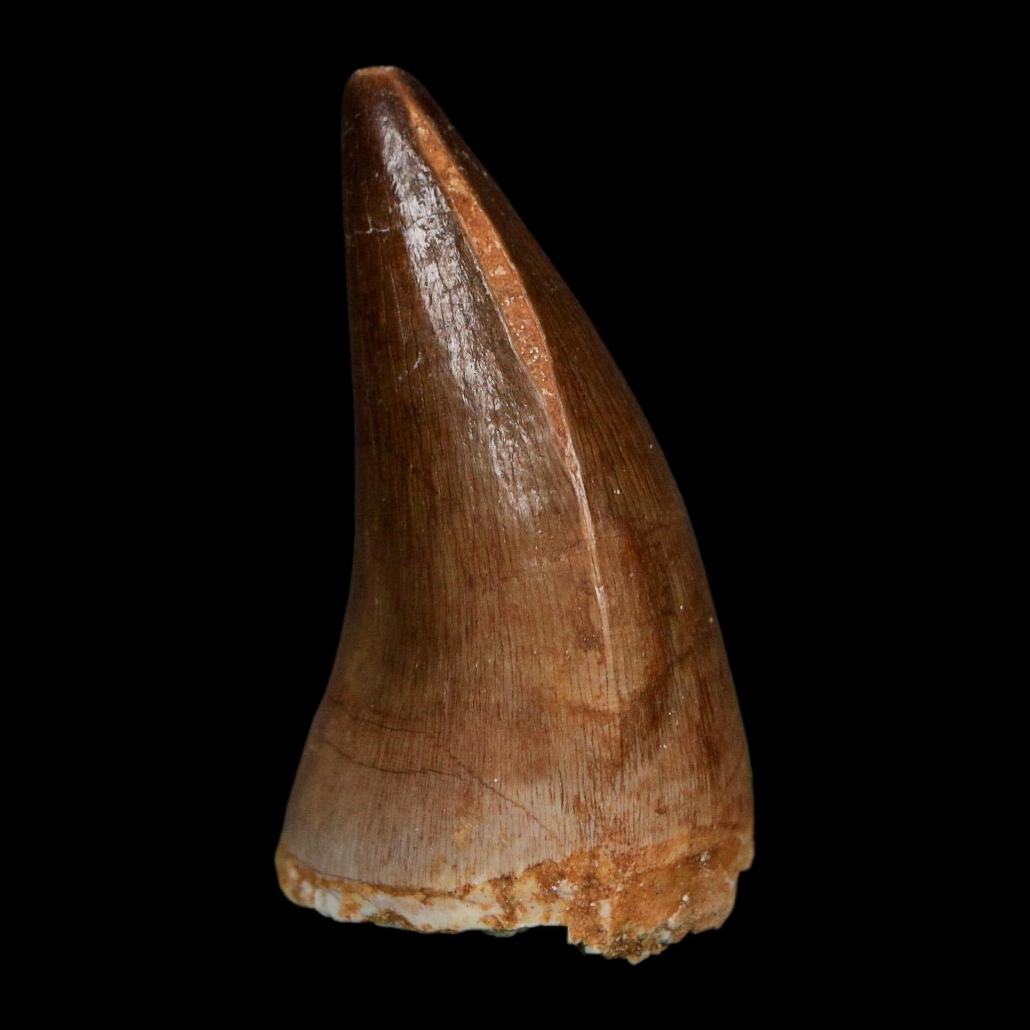 1.9" Mosasaur Prognathodon Fossil Tooth Cretaceous Dinosaur Era COA Stand - Fossil Age Minerals