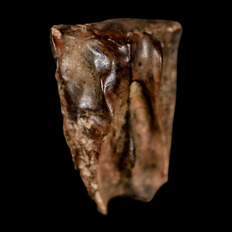 XL 0.8" Triceratops Fossil Tooth Lance Creek FM Cretaceous Dinosaur WY COA Display - Fossil Age Minerals