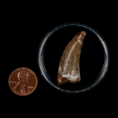 1.5" Carcharodontosaurus Serrated Fossil Tooth Cretaceous Theropod Dinosaur COA Display