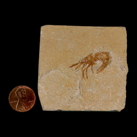 1.1" Fossil Shrimp Carpopenaeus Cretaceous Age 100 Mil Yrs Old Lebanon COA - Fossil Age Minerals
