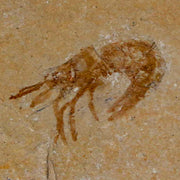 1.1" Fossil Shrimp Carpopenaeus Cretaceous Age 100 Mil Yrs Old Lebanon COA