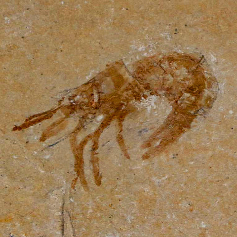 1.1" Fossil Shrimp Carpopenaeus Cretaceous Age 100 Mil Yrs Old Lebanon COA - Fossil Age Minerals