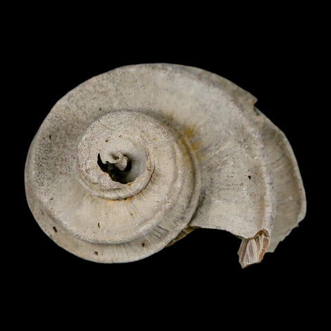 2" Ecphora Gardnerae Gastropod Fossil Shell Lee Creek Miocene Epoch North Carolina - Fossil Age Minerals
