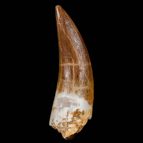1.6" Plesiosaur Zarafasaura Tooth Fossil Cretaceous Dinosaur Era COA, Stand