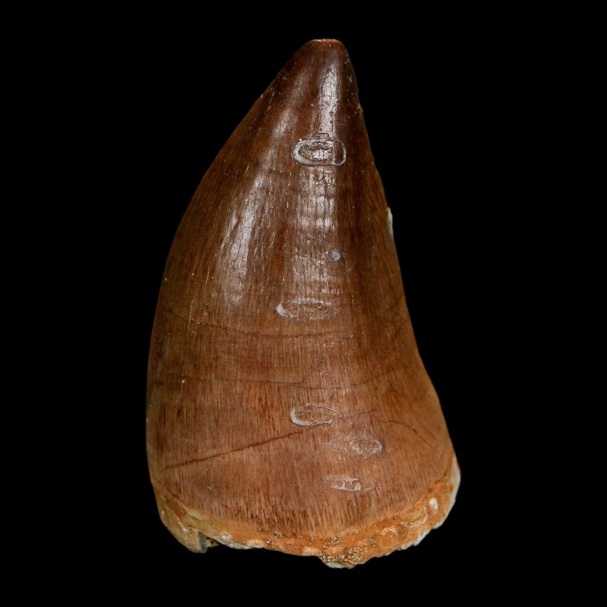 1.9" Mosasaur Prognathodon Fossil Tooth Cretaceous Dinosaur Era COA Stand - Fossil Age Minerals