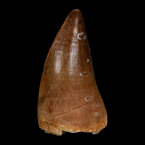 1.9" Mosasaur Prognathodon Fossil Tooth Cretaceous Dinosaur Era COA Stand
