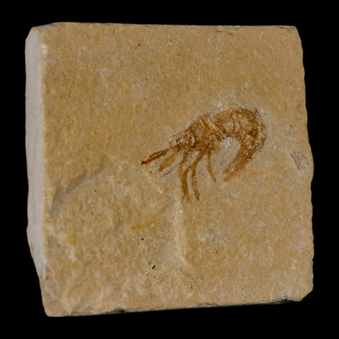 1.1" Fossil Shrimp Carpopenaeus Cretaceous Age 100 Mil Yrs Old Lebanon COA - Fossil Age Minerals
