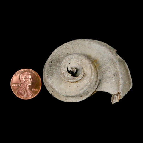 2" Ecphora Gardnerae Gastropod Fossil Shell Lee Creek Miocene Epoch North Carolina - Fossil Age Minerals