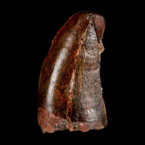 1.1" Carcharodontosaurus Serrated Fossil Tooth Cretaceous Theropod Dinosaur COA Display