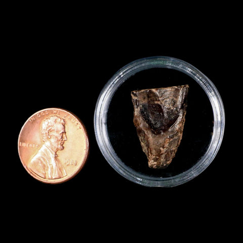 XL 0.8" Triceratops Fossil Tooth Lance Creek FM Cretaceous Dinosaur WY COA Display - Fossil Age Minerals