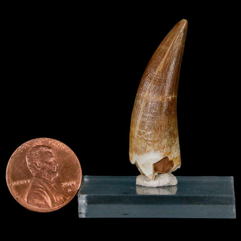 1.6" Plesiosaur Zarafasaura Tooth Fossil Cretaceous Dinosaur Era COA, Stand