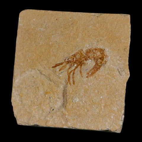 1.1" Fossil Shrimp Carpopenaeus Cretaceous Age 100 Mil Yrs Old Lebanon COA - Fossil Age Minerals
