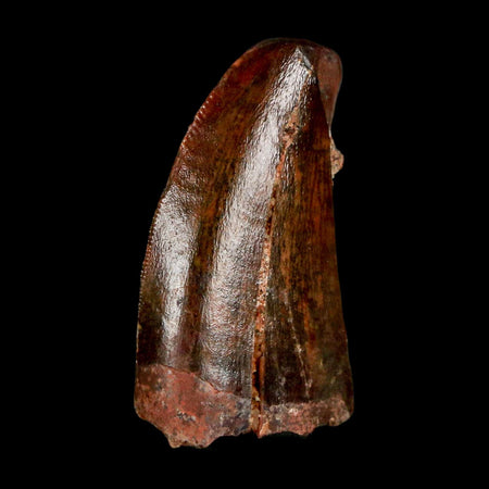 1.1" Carcharodontosaurus Serrated Fossil Tooth Cretaceous Theropod Dinosaur COA Display