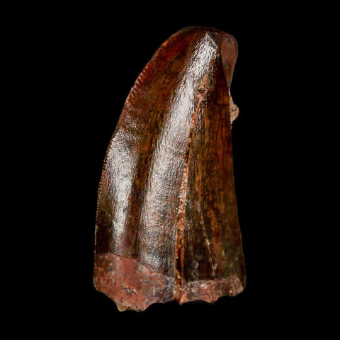 1.1" Carcharodontosaurus Serrated Fossil Tooth Cretaceous Theropod Dinosaur COA Display