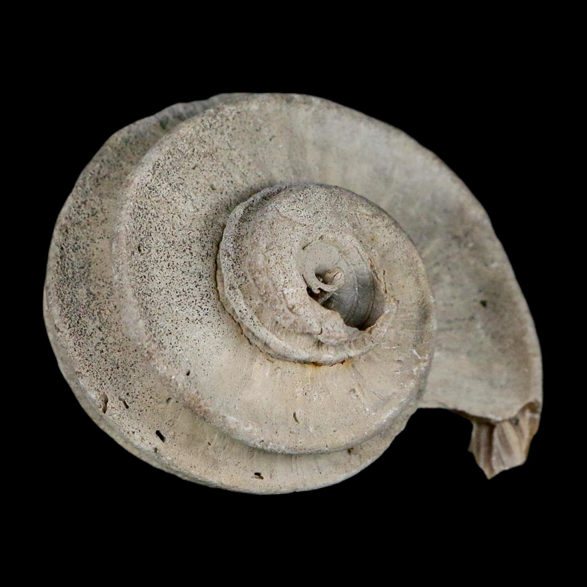 2" Ecphora Gardnerae Gastropod Fossil Shell Lee Creek Miocene Epoch North Carolina - Fossil Age Minerals