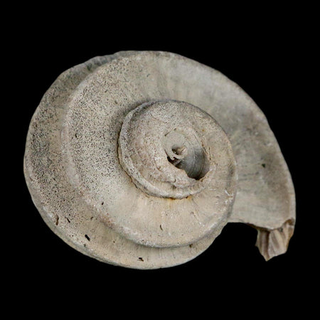 2" Ecphora Gardnerae Gastropod Fossil Shell Lee Creek Miocene Epoch North Carolina