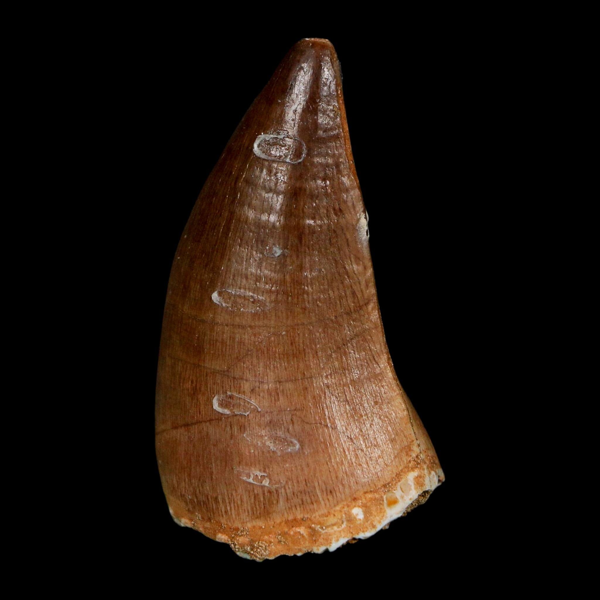 1.9" Mosasaur Prognathodon Fossil Tooth Cretaceous Dinosaur Era COA Stand - Fossil Age Minerals