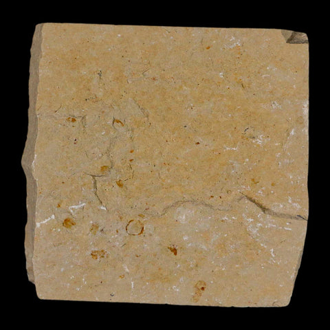 1.1" Fossil Shrimp Carpopenaeus Cretaceous Age 100 Mil Yrs Old Lebanon COA - Fossil Age Minerals