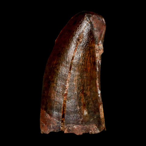 1.1" Carcharodontosaurus Serrated Fossil Tooth Cretaceous Theropod Dinosaur COA Display