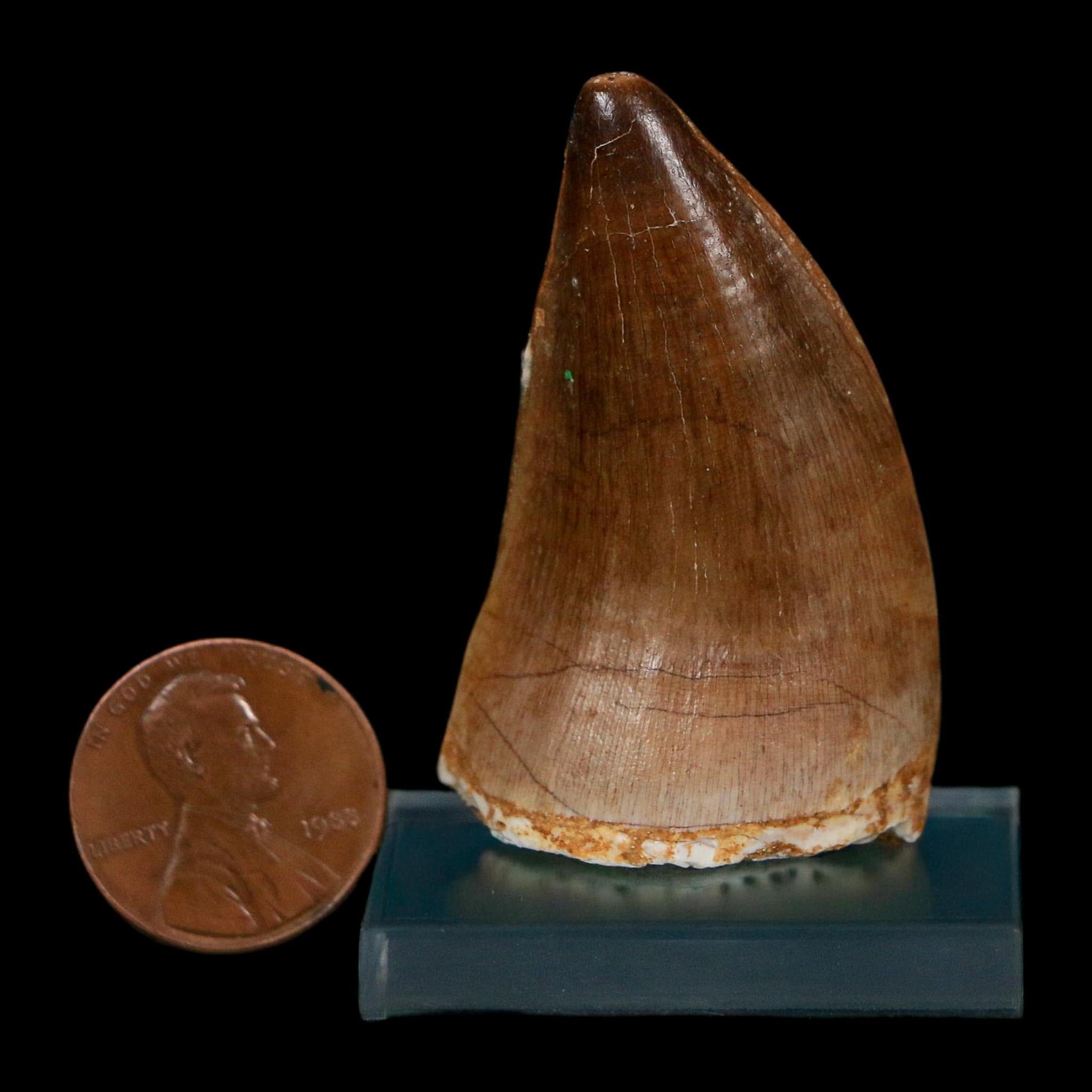 1.9" Mosasaur Prognathodon Fossil Tooth Cretaceous Dinosaur Era COA Stand - Fossil Age Minerals