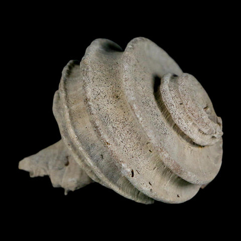 2" Ecphora Gardnerae Gastropod Fossil Shell Lee Creek Miocene Epoch North Carolina - Fossil Age Minerals