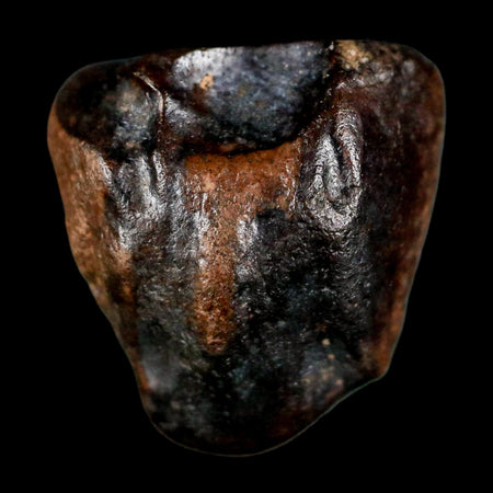 0.6" Triceratops Fossil Tooth Lance Creek FM Cretaceous Dinosaur WY COA Display