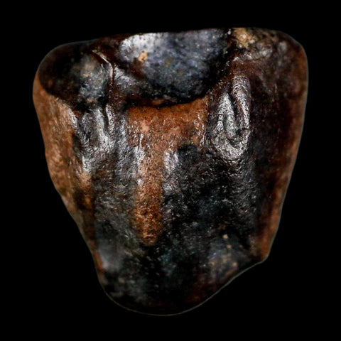 0.6" Triceratops Fossil Tooth Lance Creek FM Cretaceous Dinosaur WY COA Display