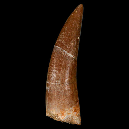 1.8" Plesiosaur Zarafasaura Tooth Fossil Cretaceous Dinosaur Era COA, Stand