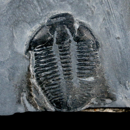 1" Elrathia Kingi Trilobite Fossil In Matrix House Range Utah Cambrian Age COA