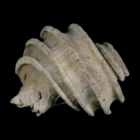 2" Ecphora Gardnerae Gastropod Fossil Shell Lee Creek Miocene Epoch North Carolina - Fossil Age Minerals