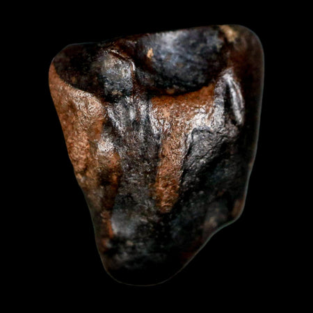 0.6" Triceratops Fossil Tooth Lance Creek FM Cretaceous Dinosaur WY COA Display