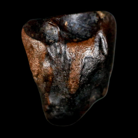 0.6" Triceratops Fossil Tooth Lance Creek FM Cretaceous Dinosaur WY COA Display