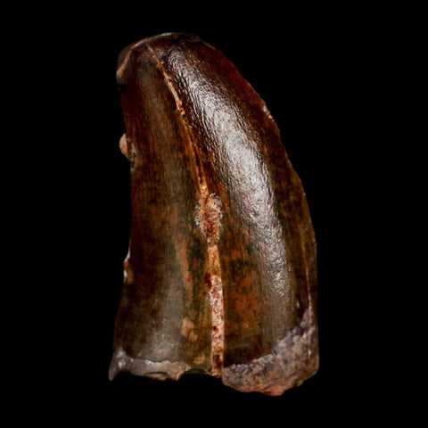 1.1" Carcharodontosaurus Serrated Fossil Tooth Cretaceous Theropod Dinosaur COA Display