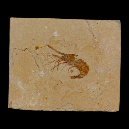1.3" Fossil Shrimp Carpopenaeus Cretaceous Age 100 Mil Yrs Old Lebanon COA