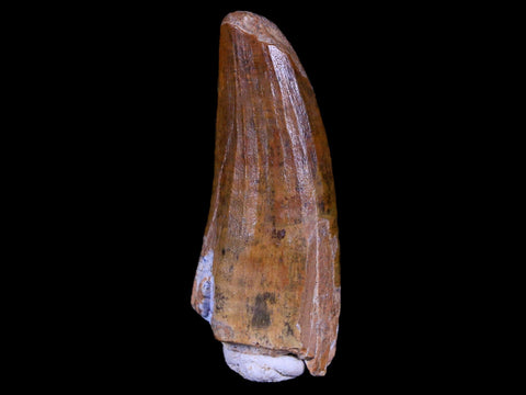 1.4" Suchomimus Fossil Tooth Cretaceous Spinosaurid Dinosaur Elraz FM Niger COA - Fossil Age Minerals