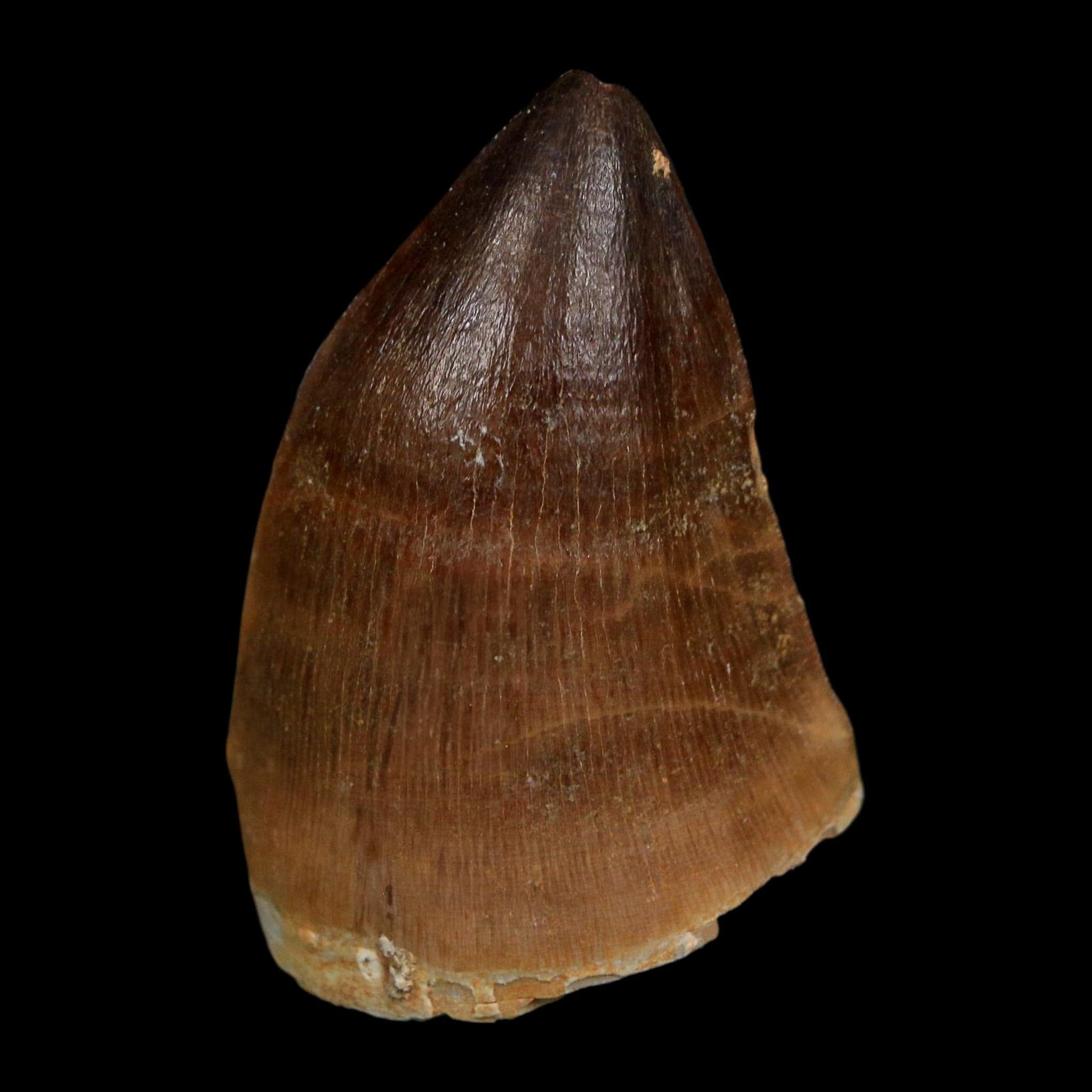 1.8" Mosasaur Prognathodon Fossil Tooth Cretaceous Dinosaur Era COA Stand - Fossil Age Minerals