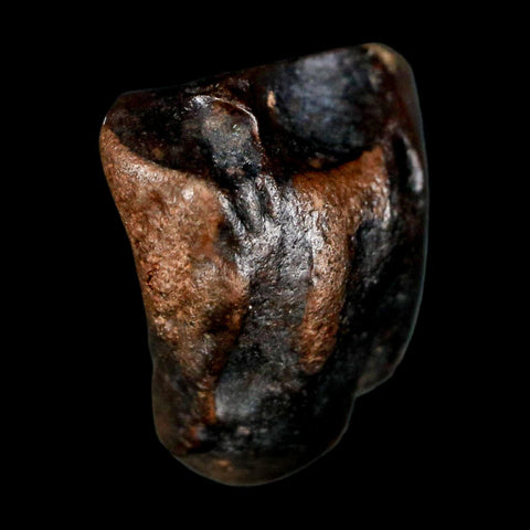 0.6" Triceratops Fossil Tooth Lance Creek FM Cretaceous Dinosaur WY COA Display