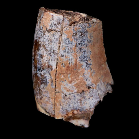 1.4" Afrovenator Fossil Tooth Tiouraren FM Tenere Desert Niger Jurassic Dinosaur - Fossil Age Minerals