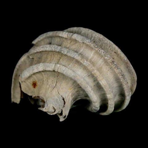 2" Ecphora Gardnerae Gastropod Fossil Shell Lee Creek Miocene Epoch North Carolina - Fossil Age Minerals