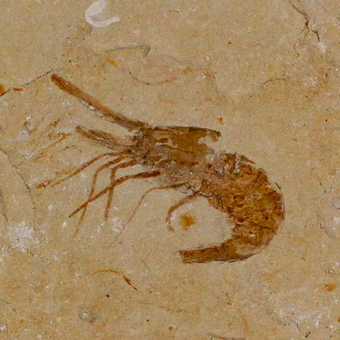 1.3" Fossil Shrimp Carpopenaeus Cretaceous Age 100 Mil Yrs Old Lebanon COA - Fossil Age Minerals
