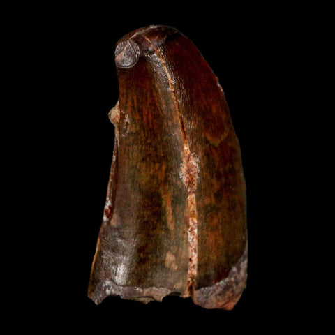 1.1" Carcharodontosaurus Serrated Fossil Tooth Cretaceous Theropod Dinosaur COA Display