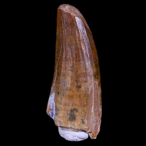1.4" Suchomimus Fossil Tooth Cretaceous Spinosaurid Dinosaur Elraz FM Niger COA - Fossil Age Minerals