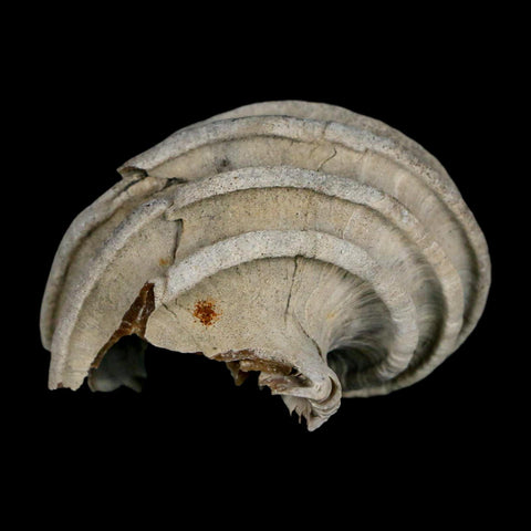 2" Ecphora Gardnerae Gastropod Fossil Shell Lee Creek Miocene Epoch North Carolina - Fossil Age Minerals