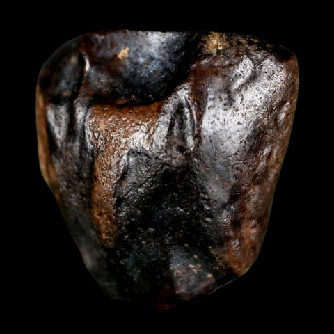 0.6" Triceratops Fossil Tooth Lance Creek FM Cretaceous Dinosaur WY COA Display