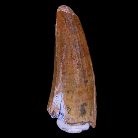 1.4" Suchomimus Fossil Tooth Cretaceous Spinosaurid Dinosaur Elraz FM Niger COA - Fossil Age Minerals