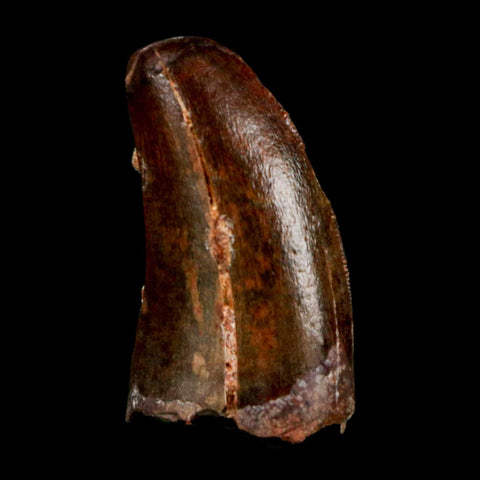 1.1" Carcharodontosaurus Serrated Fossil Tooth Cretaceous Theropod Dinosaur COA Display