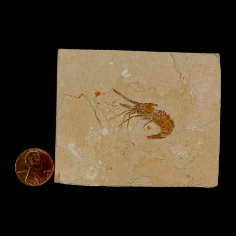 1.3" Fossil Shrimp Carpopenaeus Cretaceous Age 100 Mil Yrs Old Lebanon COA - Fossil Age Minerals