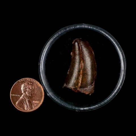 1.1" Carcharodontosaurus Serrated Fossil Tooth Cretaceous Theropod Dinosaur COA Display