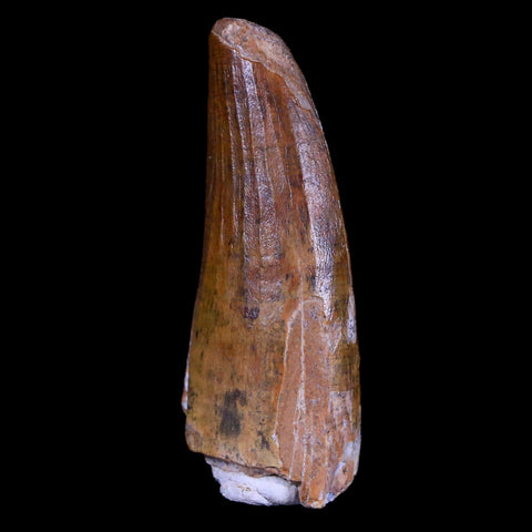 1.4" Suchomimus Fossil Tooth Cretaceous Spinosaurid Dinosaur Elraz FM Niger COA - Fossil Age Minerals