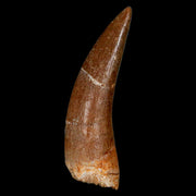1.8" Plesiosaur Zarafasaura Tooth Fossil Cretaceous Dinosaur Era COA, Stand